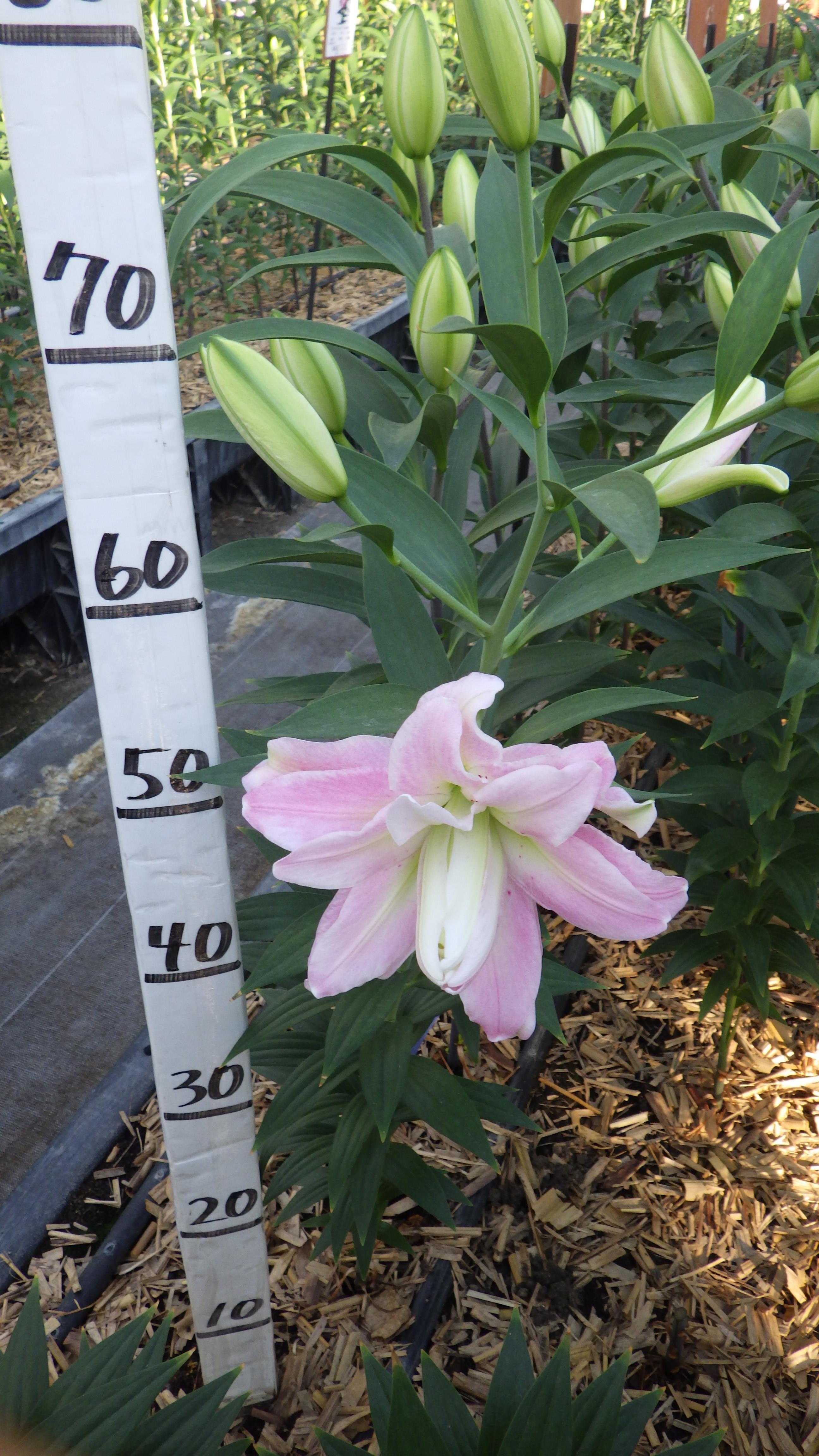 マジックプリンセス(八重)